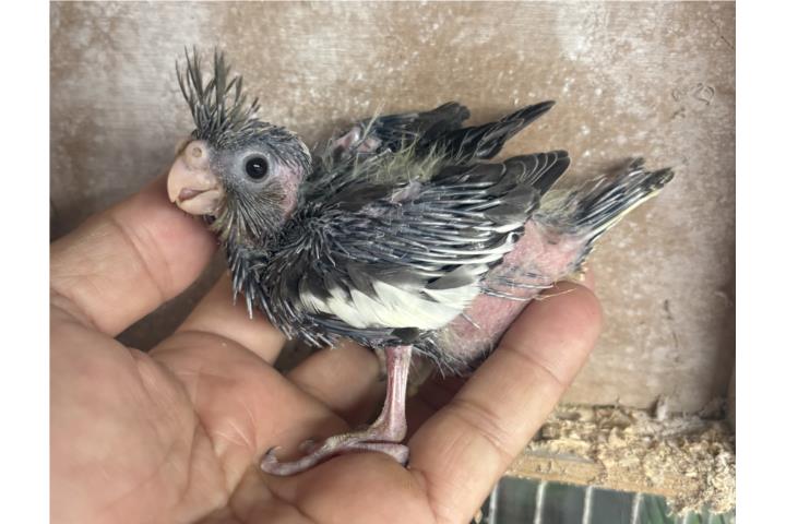 Cockatieles  Puerto Rico