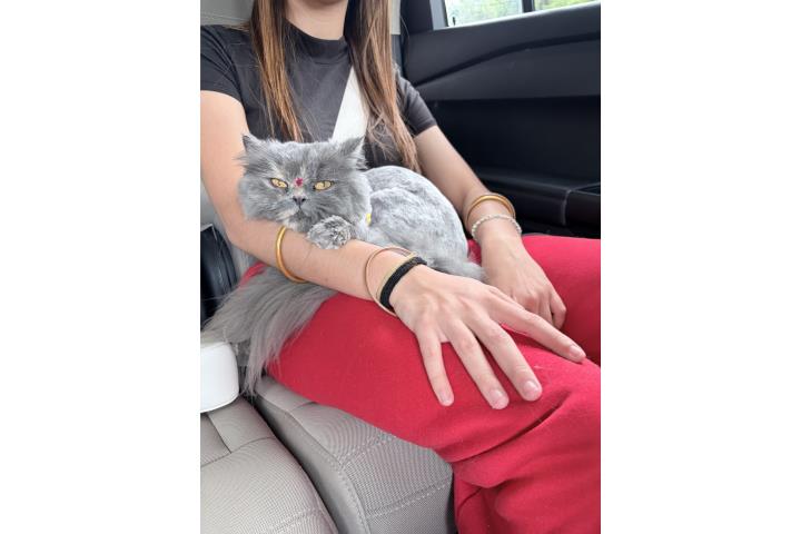 Adopta Hermosa Gata  Puerto Rico