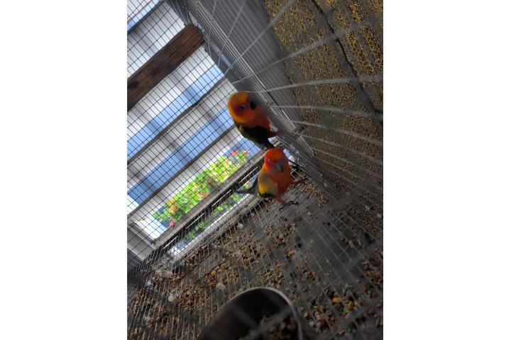 Pareja de Sun Conure adultos  Puerto Rico