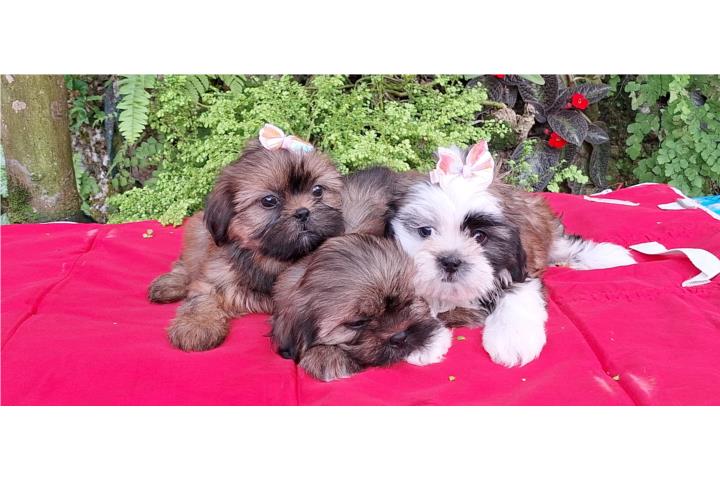 Shih Tzu  Puerto Rico