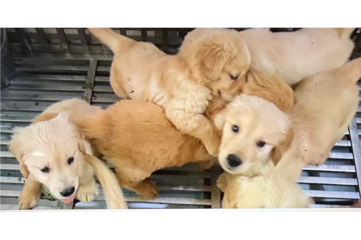 SALE Dia Madres Golden Retriever Puppies  Puerto Rico