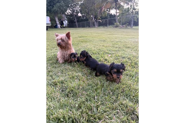 Yorkies  Puerto Rico