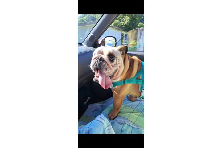 SE CAMBIA English Bulldog Puerto Rico