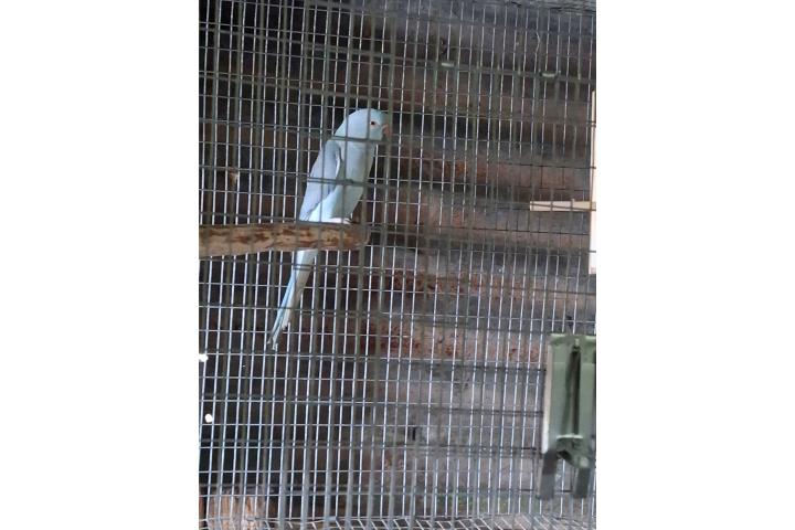 Ringneck Puerto Rico