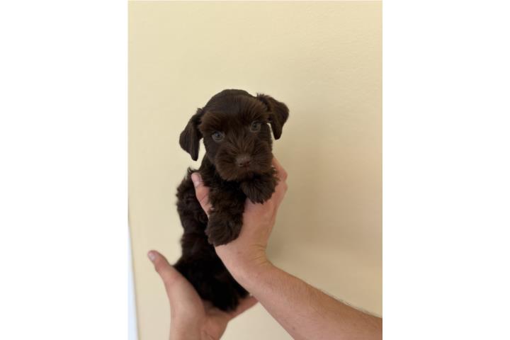 Mini Schnauzer hembra Puerto Rico