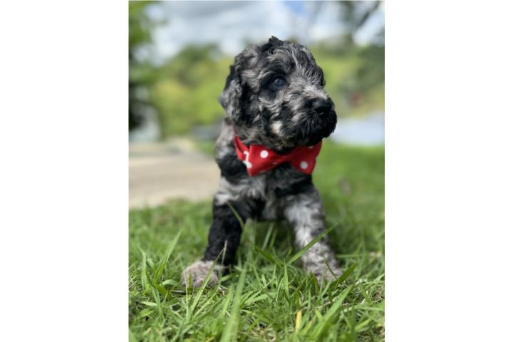 Goldendoodle  Puerto Rico