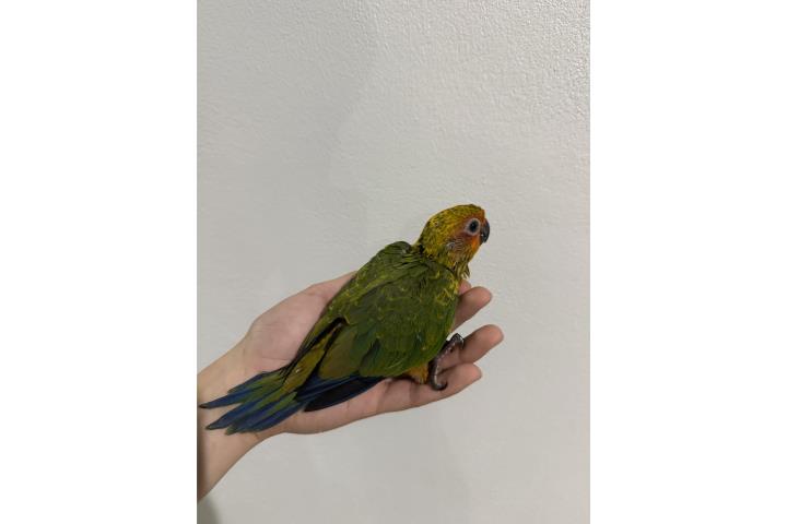 Sun Conure hembra ADN  Puerto Rico