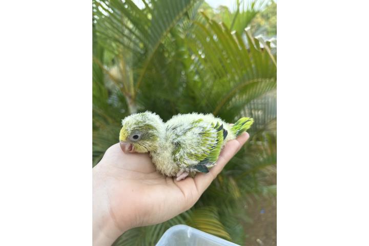 Quaker verde opalina  Puerto Rico
