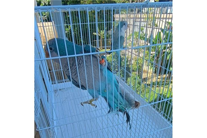 PAREJA DE QUAKERS AZULES Puerto Rico