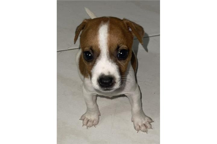 Se Vende Hembra Fox Terrier Puerto Rico