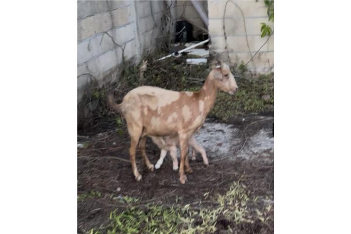 Cabra parida de un macho Puerto Rico