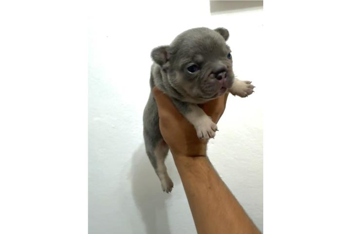 French bulldog hembra full akc Puerto Rico