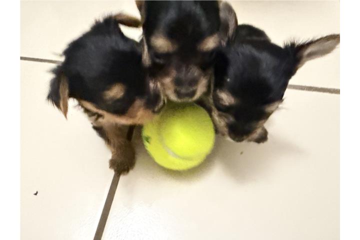 Yorkie Puerto Rico