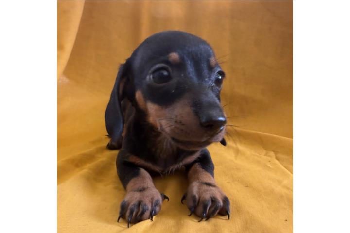 Dachshund - salchicha hermoso Puerto Rico