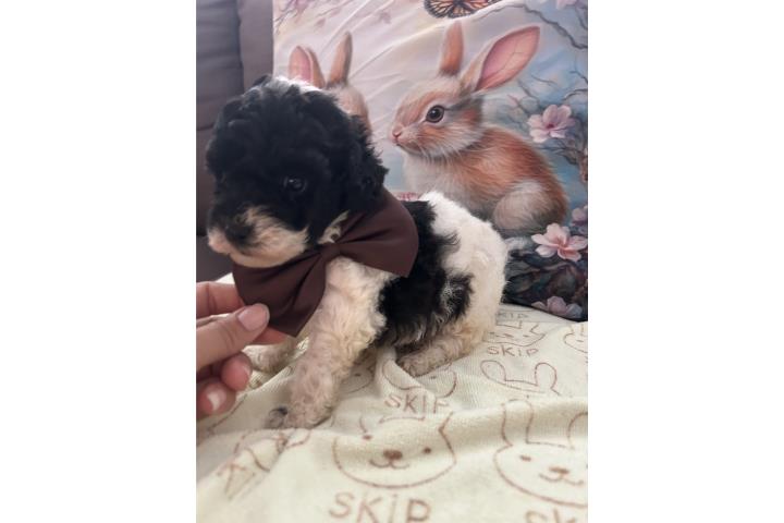 Toy poodle Puerto Rico