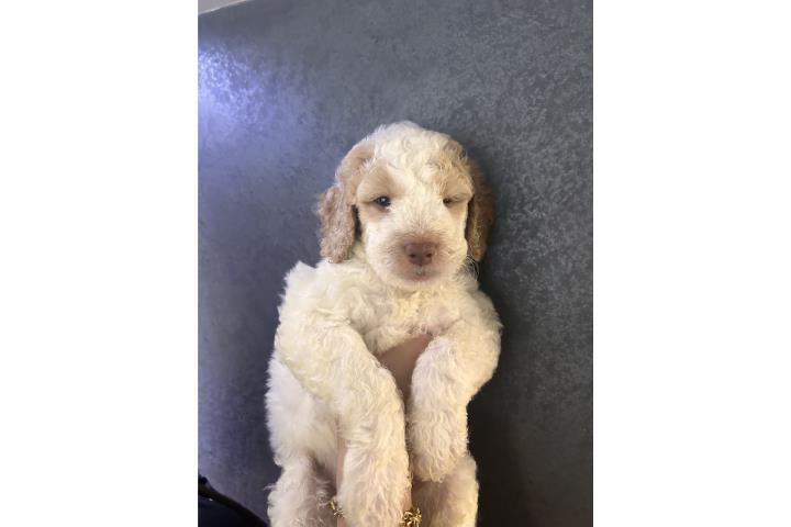 Golden-doodle  Puerto Rico