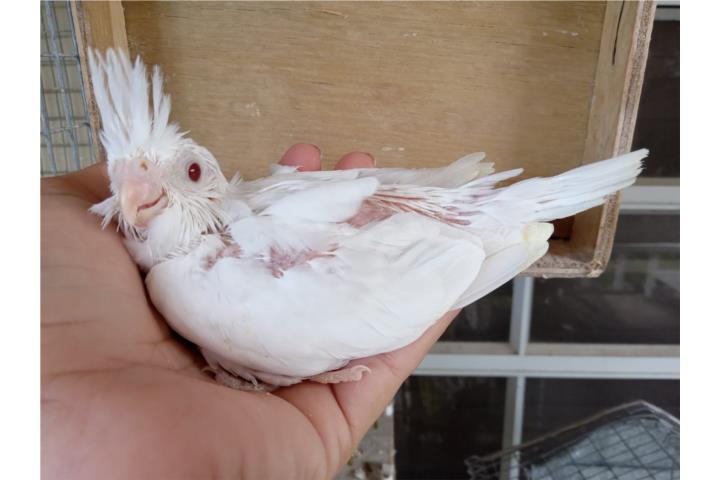 Cockatiel albino bebe Puerto Rico