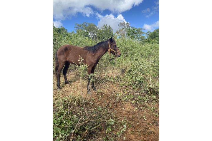 Yeguas  Puerto Rico
