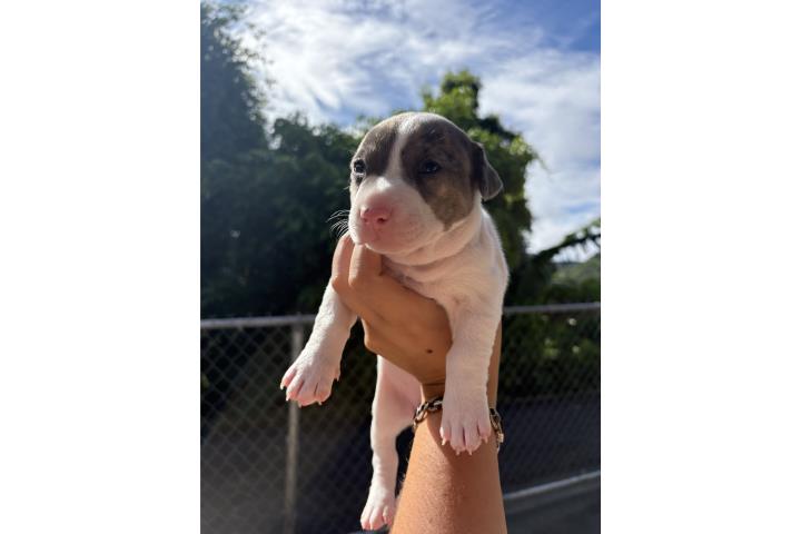 Pitbull Puerto Rico