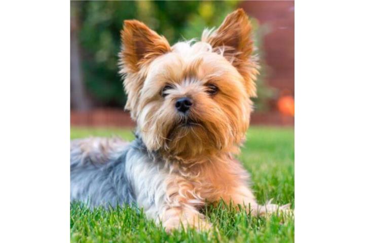 Yorkie hembra Puerto Rico