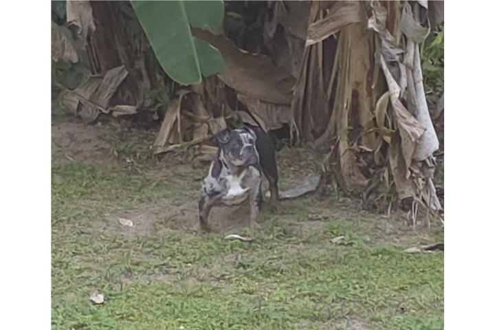 American Bully merle Puerto Rico