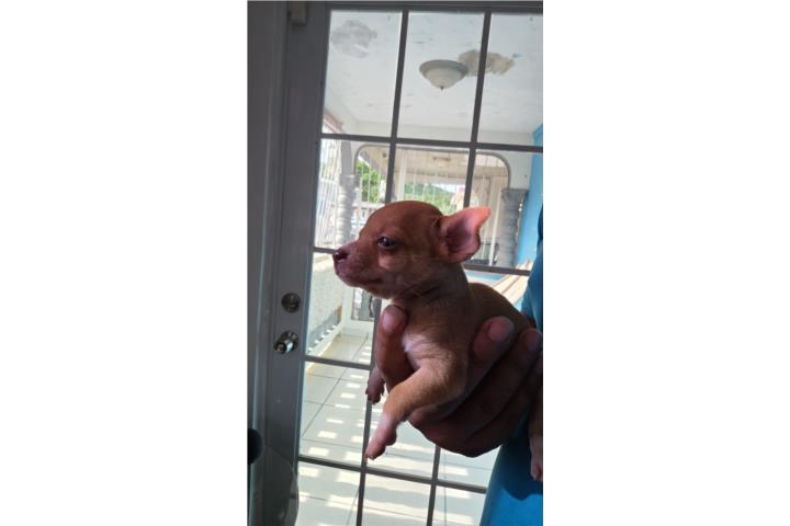 Se vende chihuahua Puerto Rico