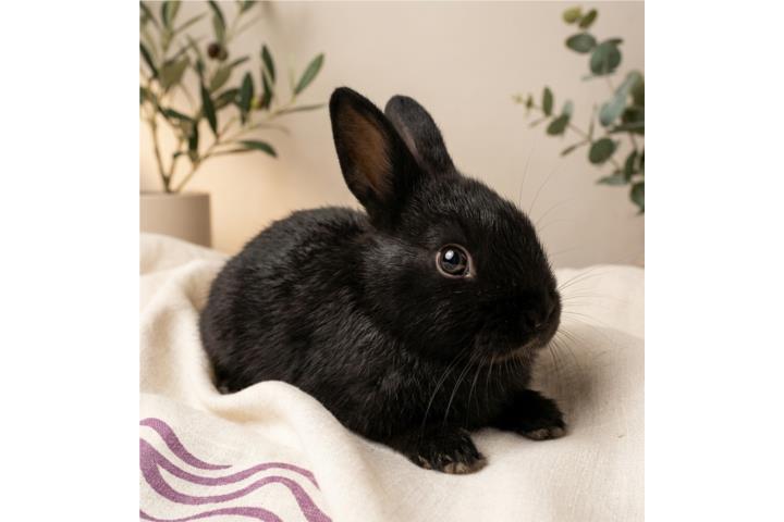 Conejitos Holland Lop - Criados en casa  Puerto Rico