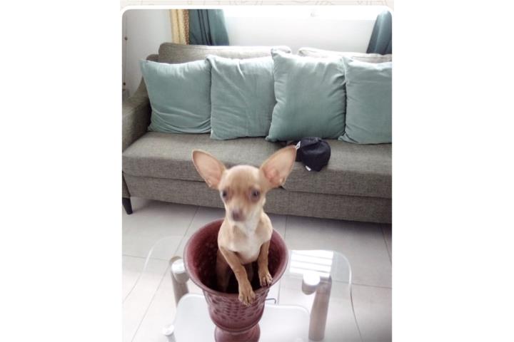 Hermosa perrita Chihuahua Puerto Rico
