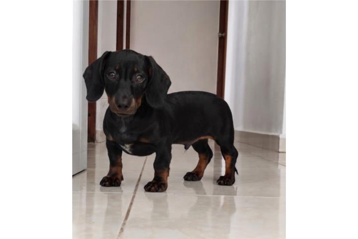 Dachshund Macho Miniatura Puerto Rico
