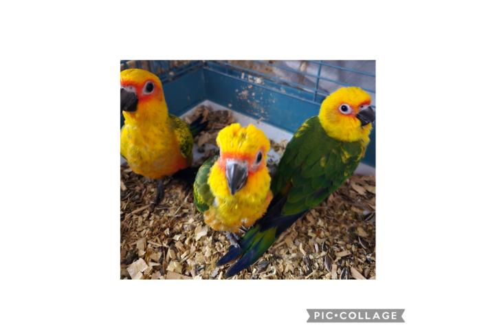 Sun Conuros Hand Feed Puerto Rico