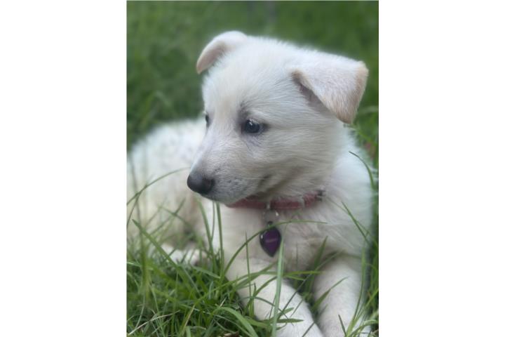Swiss German Shepherd Puppy Hembra Puerto Rico
