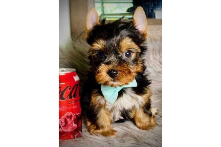 Yorkie hembra  Puerto Rico