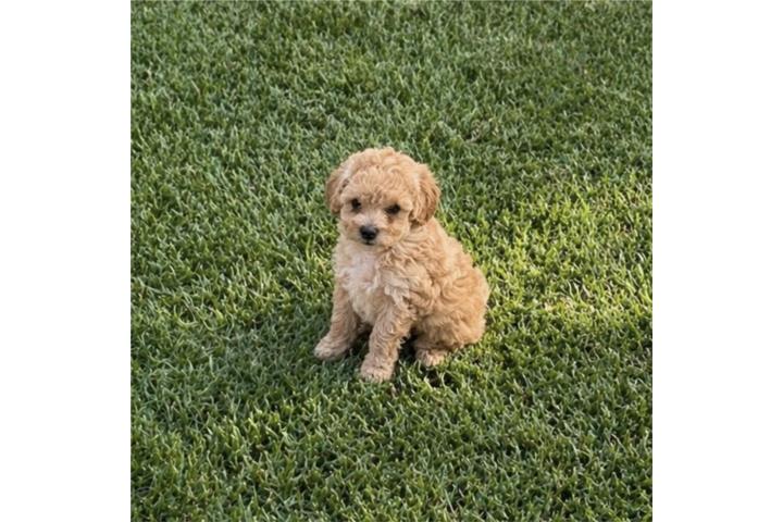 Toy poodle  Puerto Rico
