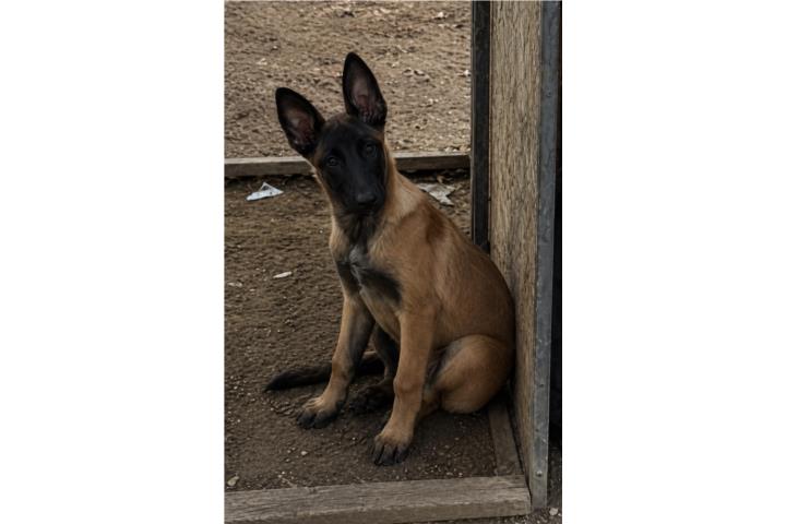 Pastor Belga Malinois Puerto Rico
