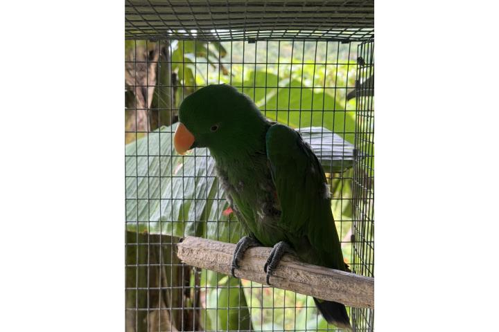 Eclectus macho  Puerto Rico