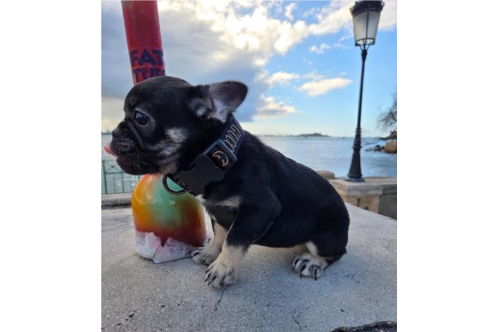 French Bulldog Hembra  Puerto Rico