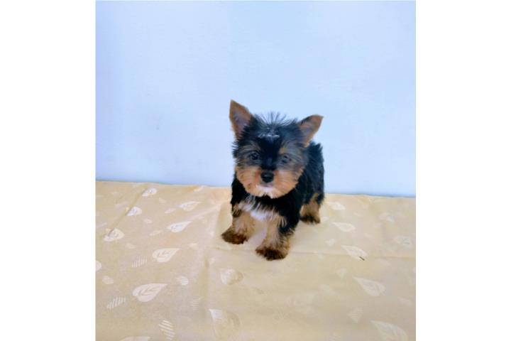 BELLO TOY YORKIE CON PAPELES Y VACUNAS Puerto Rico