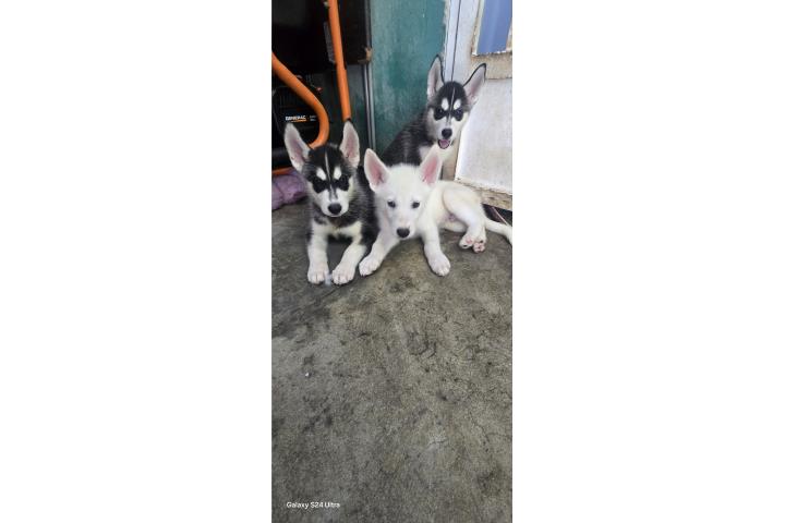 Siberian Husky Puerto Rico