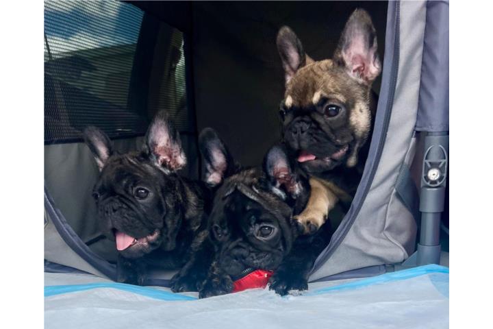 French Bulldogs Hembras  Puerto Rico