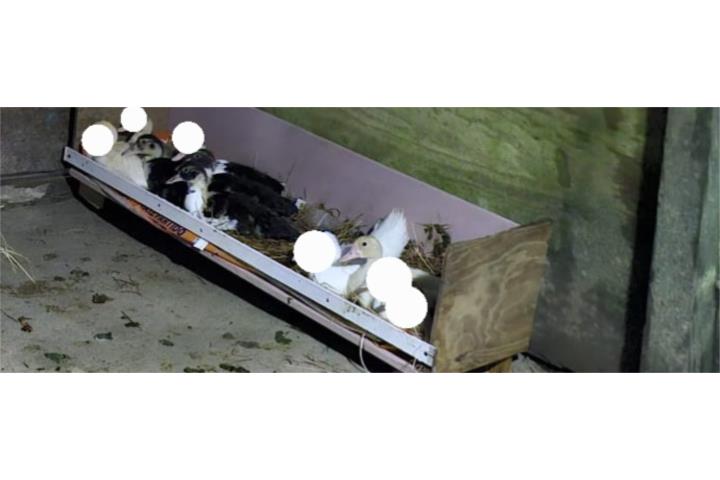 Patos En Venta  Puerto Rico