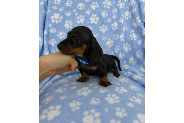 Dachshund (salchicha) macho black and tan  Puerto Rico