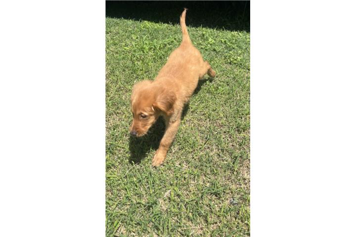 Golden Retriever hembra  Puerto Rico