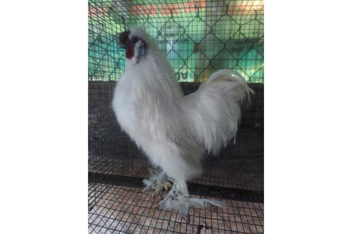 Silkie blanco macho  Puerto Rico