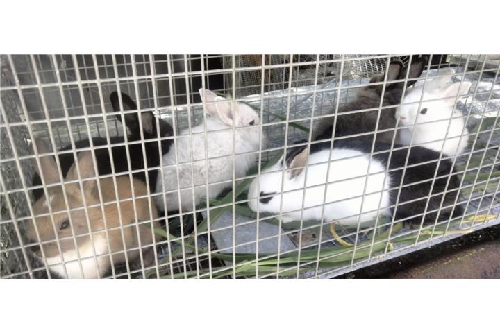 Hermosos conejitos enanos  Puerto Rico