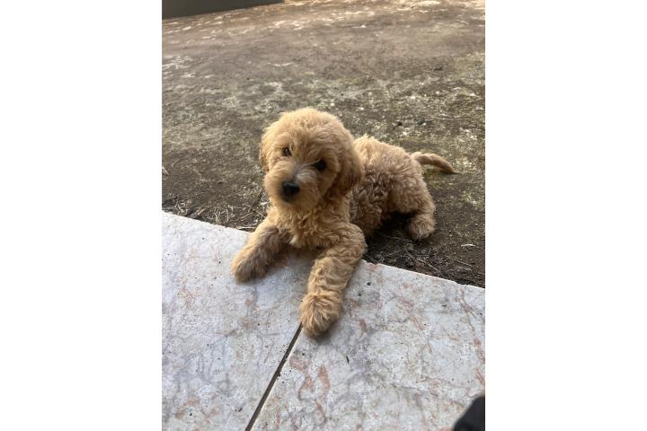 Golden doodle Puerto Rico
