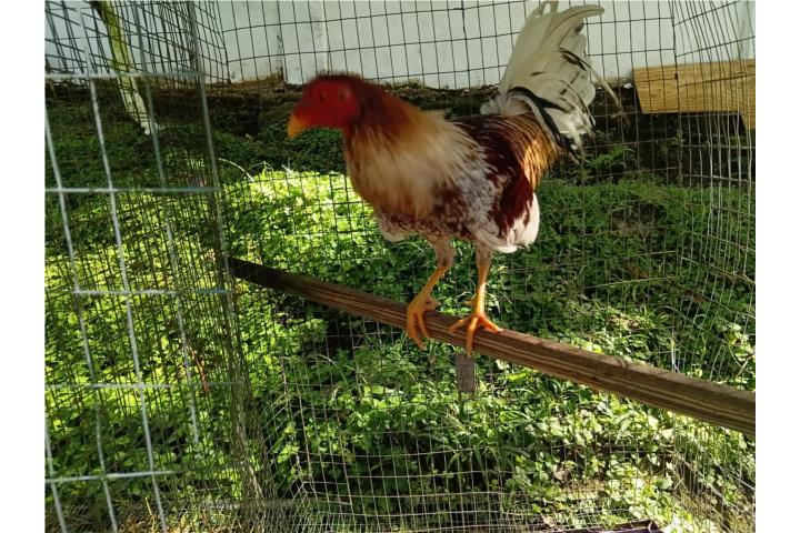 Gallo canaguey Puerto Rico