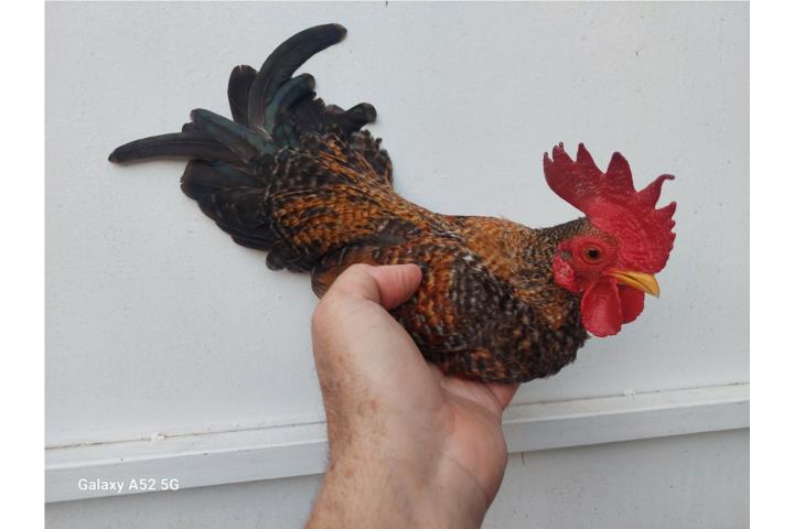 Gallito Kiri Puerto Rico