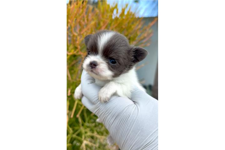 CHIHUAHUA PELO LARGO BLANCO con AZUL  Puerto Rico