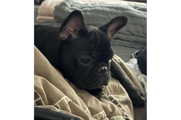 French bulldogs nena Puerto Rico