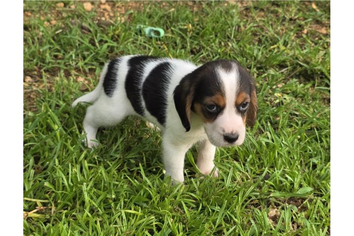 Beagle Tri color Puerto Rico